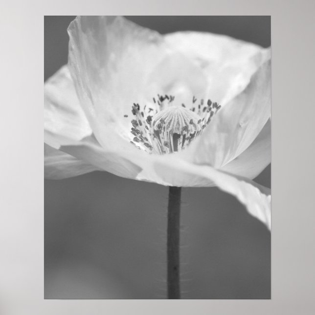 Black and White Iceland Poppy Flower Photography Poster (Front)
