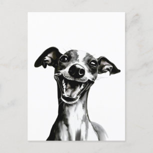 Black and white Iggy   Cute Italian Greyhound Postcard