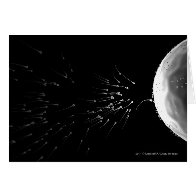 Black and white illustration of fertilisation (Front Horizontal)