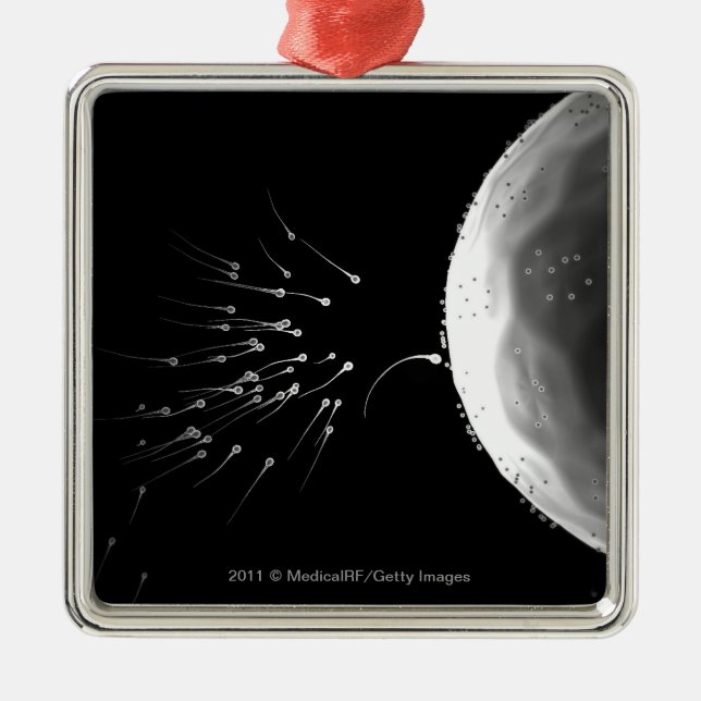 Black and white illustration of fertilisation metal tree decoration (Front)