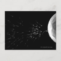Black and white illustration of fertilisation
