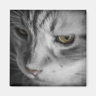 Black and White Image of Cat Magnet
