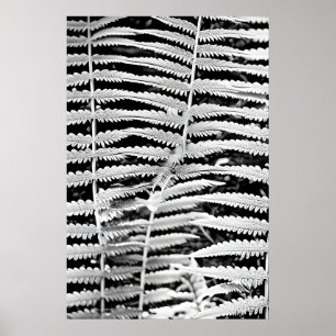 Black and white image of forest fern poster