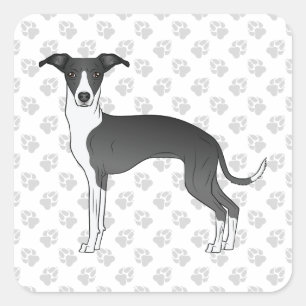 Black And White Italian Greyhound With Paws Square Sticker