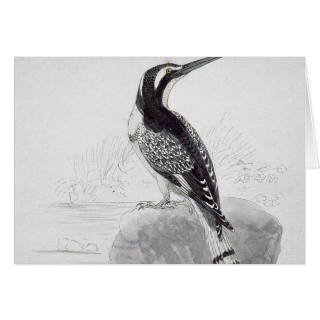 Black and White Kingfisher (Front Horizontal)