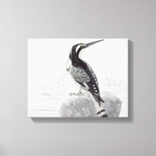 Black and White Kingfisher Canvas Print
