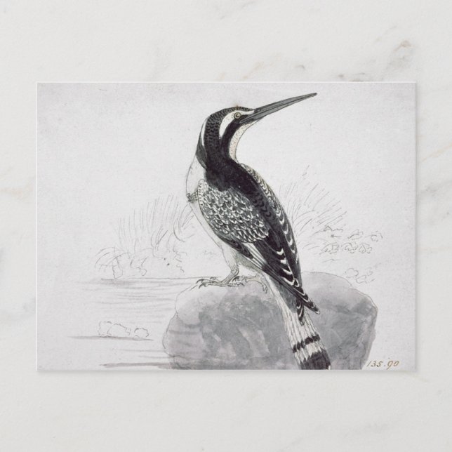 Black and White Kingfisher Postcard (Front)