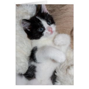 Black and white kitten