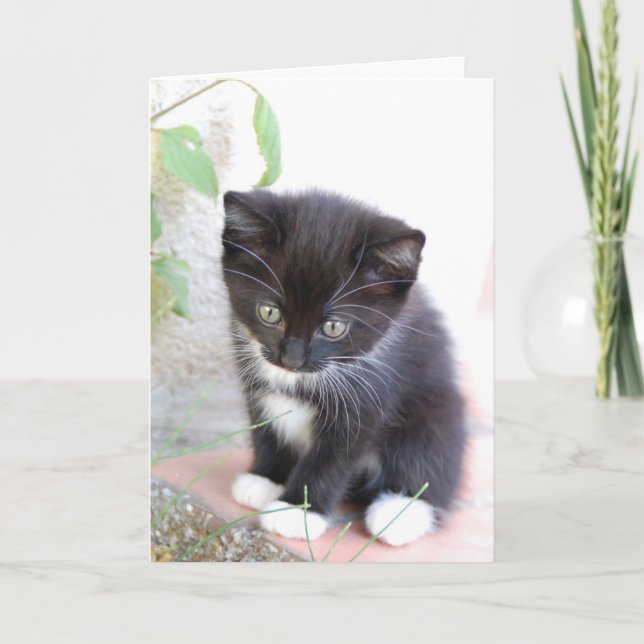 Black and White Kitten Card (Front)