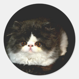 Black and White Kitten Classic Round Sticker