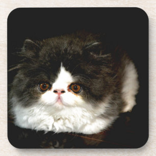Black and White Kitten Coaster