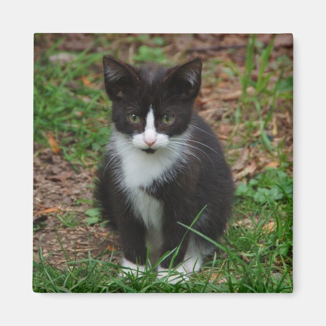 Black And White Kitten Magnet (Front)