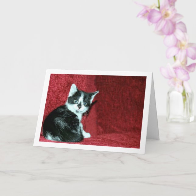Black and White Kitten on Red Sofa Card (Orchid)
