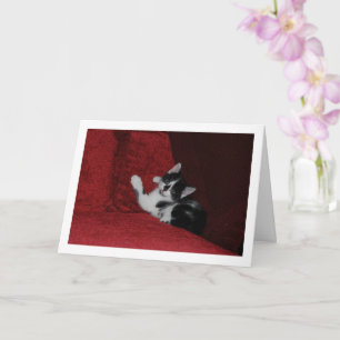 Black and White Kitten on Red Sofa Card