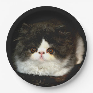 Black and White Kitten  Paper Plate