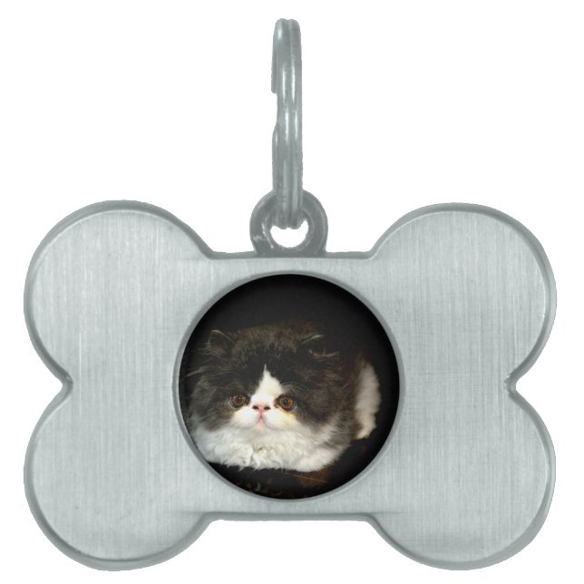 Black and White Kitten Pet Name Tag (Front)