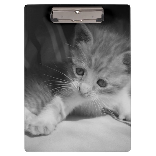 Black and White Kitten Photograph Clipboard (Front)
