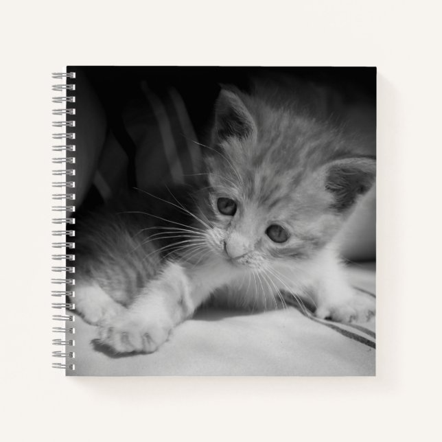 Black and White Kitten Photograph Notebook (Front)