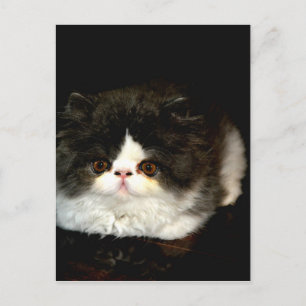 Black and White Kitten Postcard