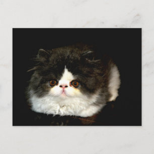 Black and White Kitten Postcard