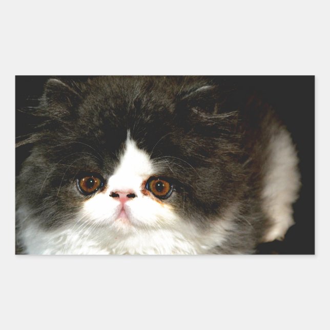 Black and White Kitten Rectangular Sticker (Front)