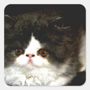 Black and White Kitten Square Sticker