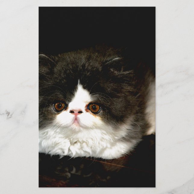 Black and White Kitten Stationery (Front)