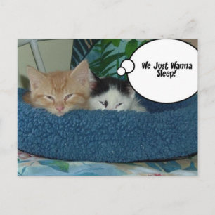 Black and White Kitty Cat Postcard