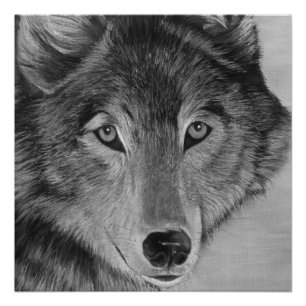 black and white lifelike painting ofa grey wolf poster