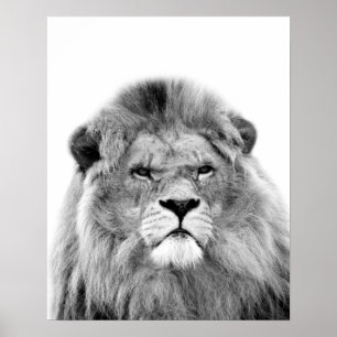 Black and white lion animal wild jungle photo poster
