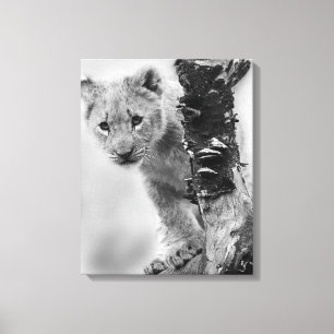 Black And White Lion Cub Canvas Print