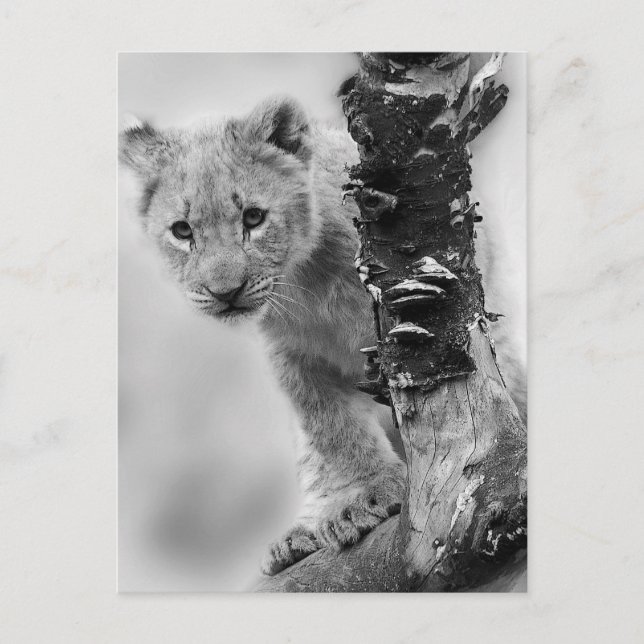 Black And White Lion Cub Postcard (Front)