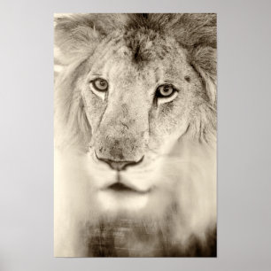 Black and White Lion Portrait Poster