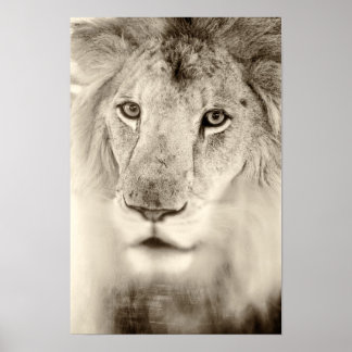 Black and White Lion Portrait Poster
