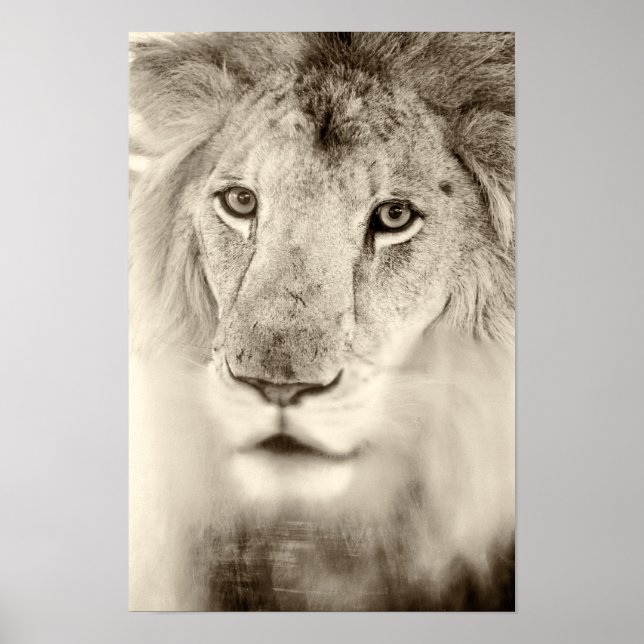 Black and White Lion Portrait Poster (Front)