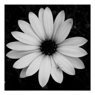 Black and white little spider on flower poster