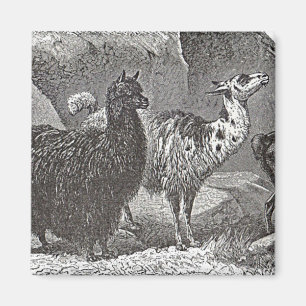 Black and White Llama Alpaca Andes Animal Art Magnet