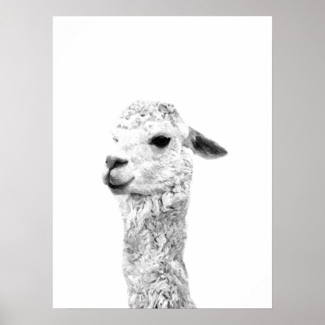 Black and white llama farm animal portrait poster (Front)
