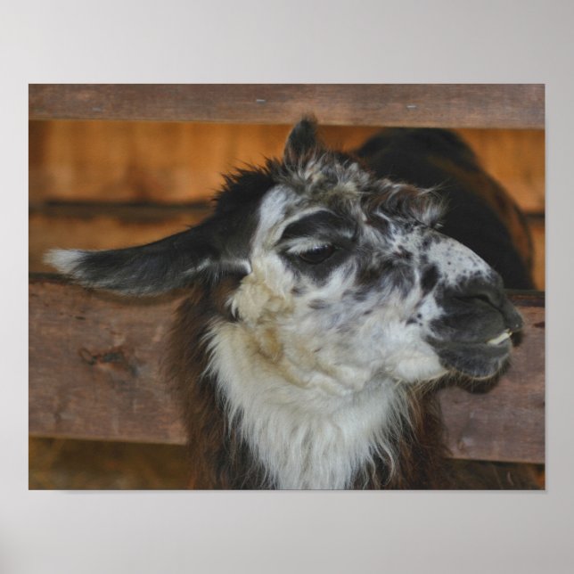 Black And White Llama Farm Animal Poster (Front)