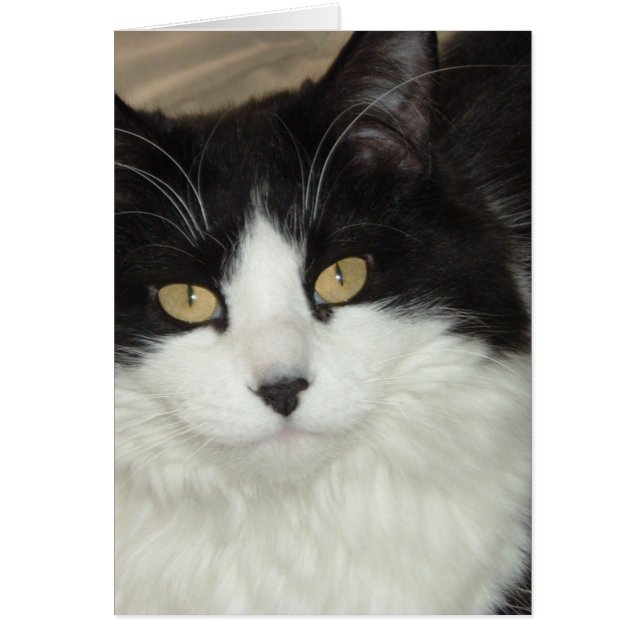 Black and White Longhaired Cat (Front)