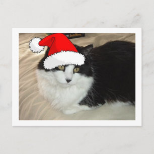 Black and White Longhaired Cat Postcard