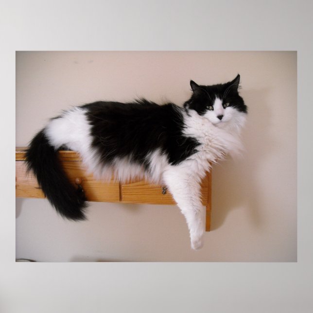 Black and White Longhaired Cat Poster (Front)