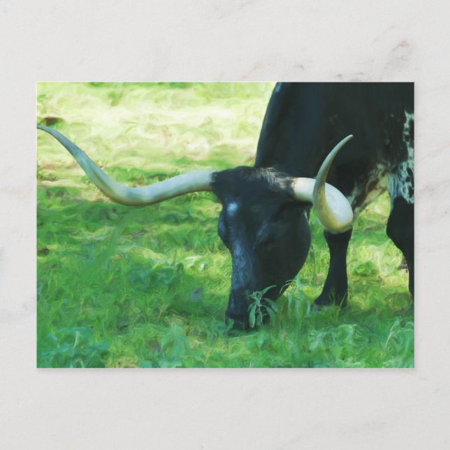 Black and White Longhorn Postcard (Front)