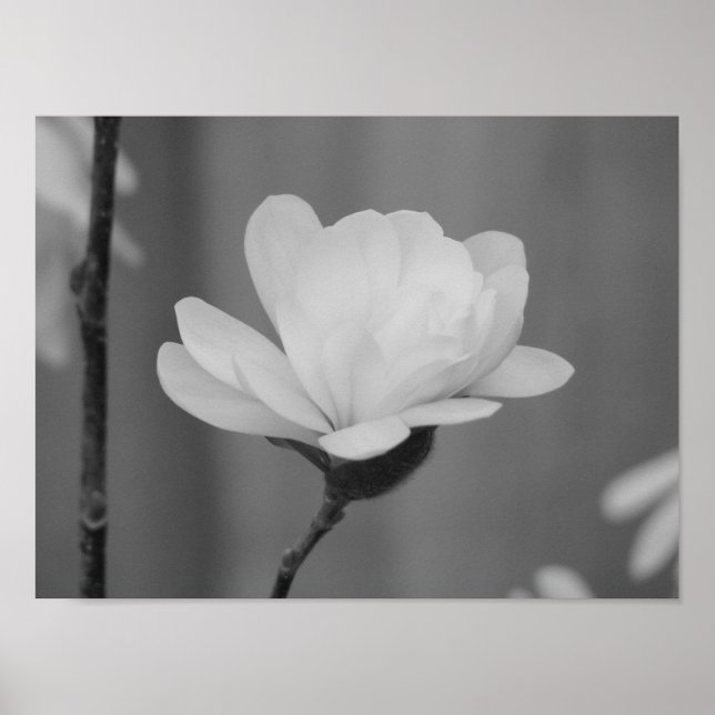 Black and White Magnolia Centennial Bloom Poster (Front)