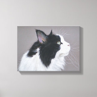 Black and White Maine Coon cat Canvas Print