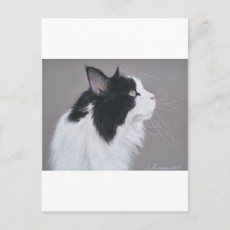 Black and White Maine Coon cat. Postcard