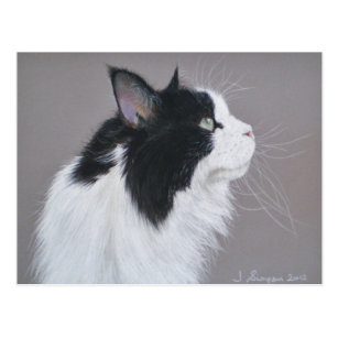 Long Haired Black Cat Postcards Zazzle Uk