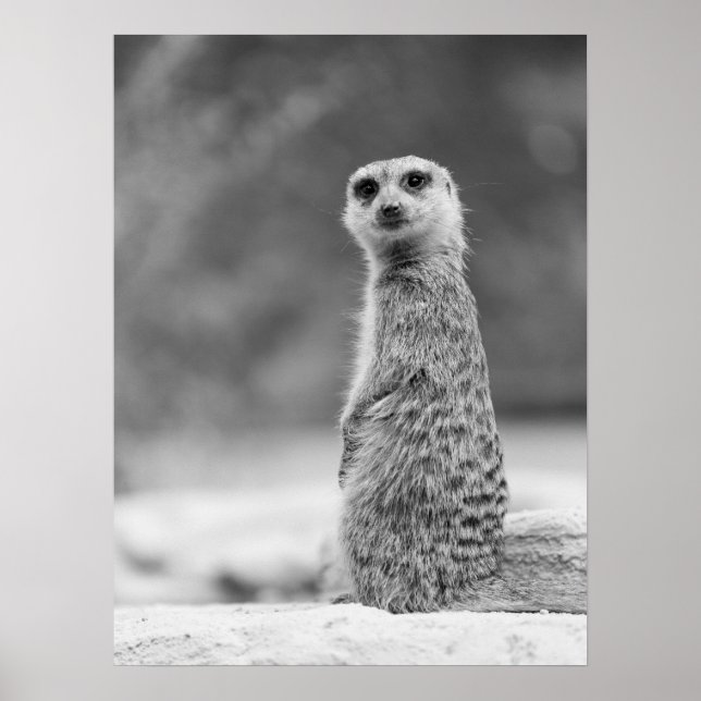 Black and White Meerkat Portrait Wildlife Poster (Front)