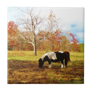 Black and White Miniature Pony / Horse Tile