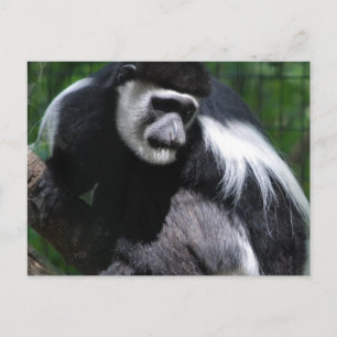 Black and White Monkey Postcard